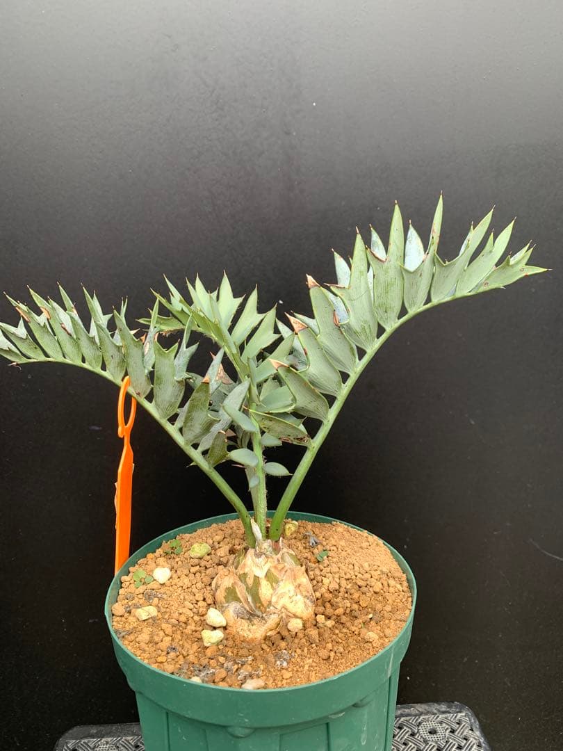 【南ア産・発根済】エンセファラルトス・ホリダス 「ドワーフ」｜No3-41