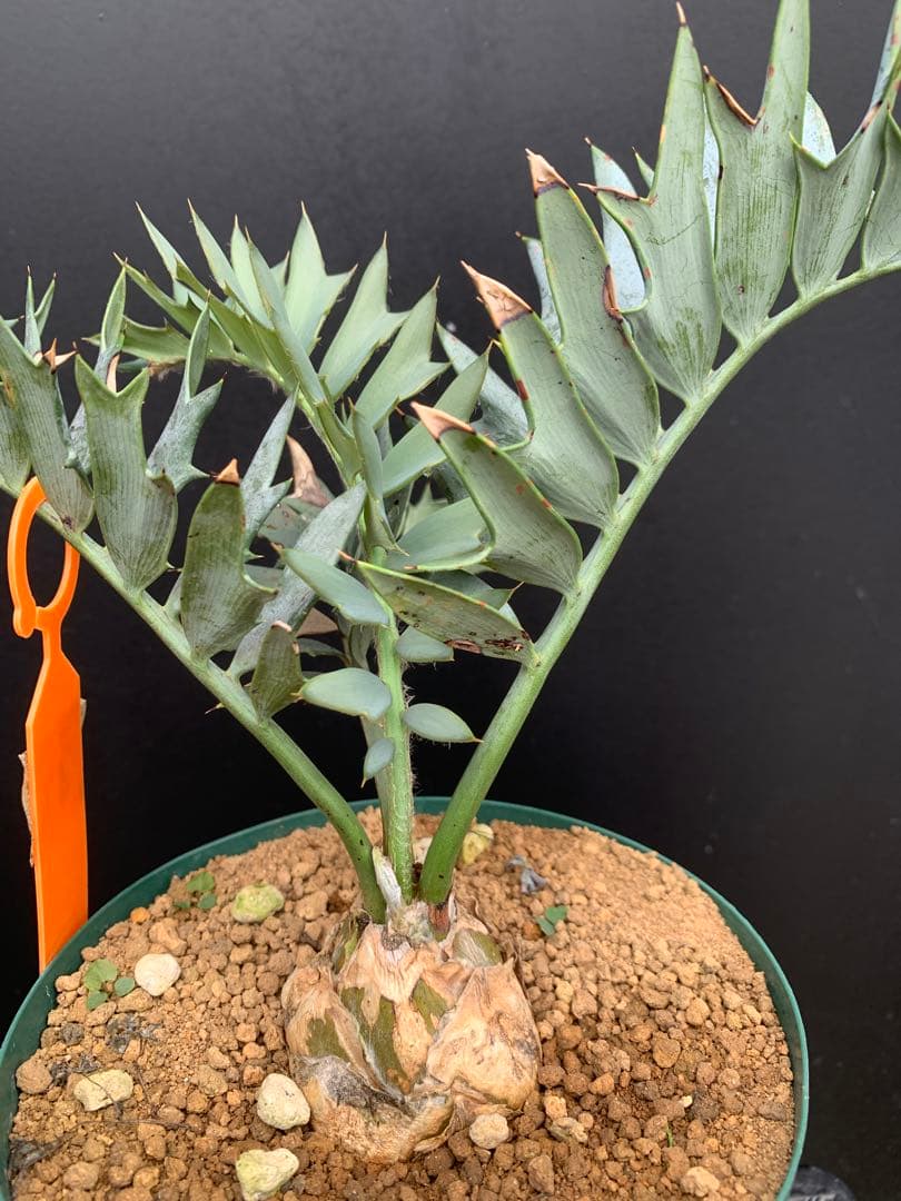 【南ア産・発根済】エンセファラルトス・ホリダス 「ドワーフ」｜No3-41