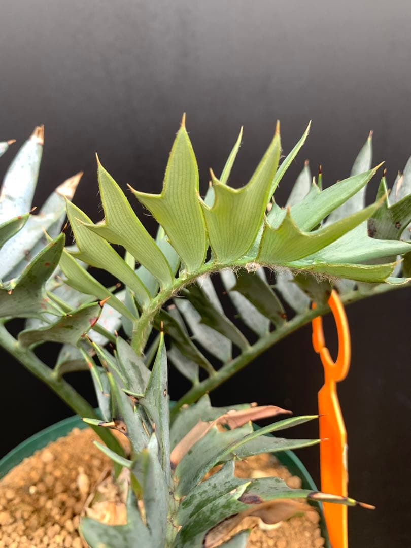 【南ア産・発根済】エンセファラルトス・ホリダス 「ドワーフ」｜No3-41