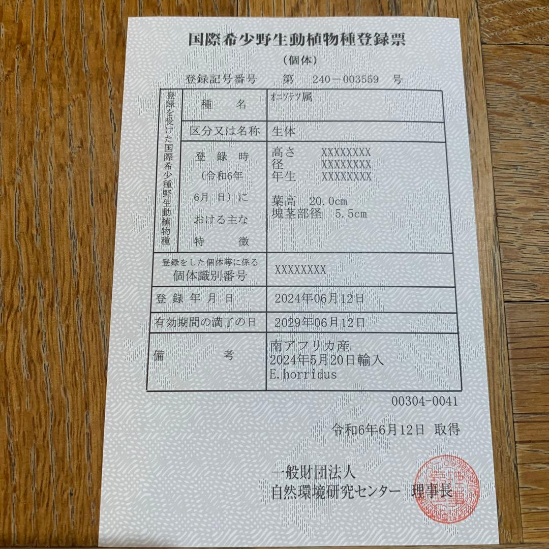 【南ア産・発根済】エンセファラルトス・ホリダス 「ドワーフ」｜No3-41