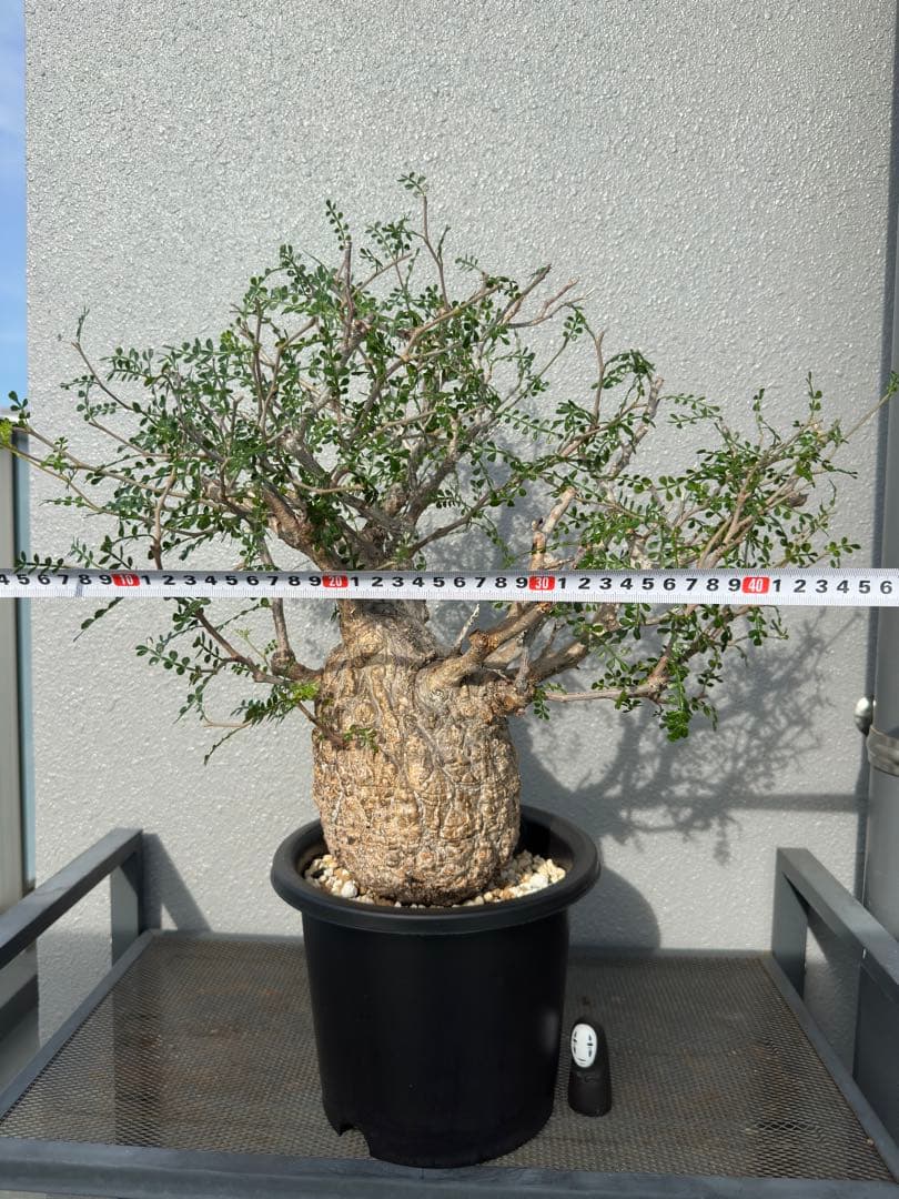 発根済み3年経過　オペルクリカリアパキプス