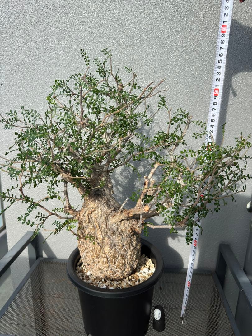 発根済み3年経過　オペルクリカリアパキプス