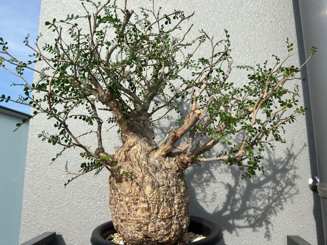 発根済み3年経過　オペルクリカリアパキプス