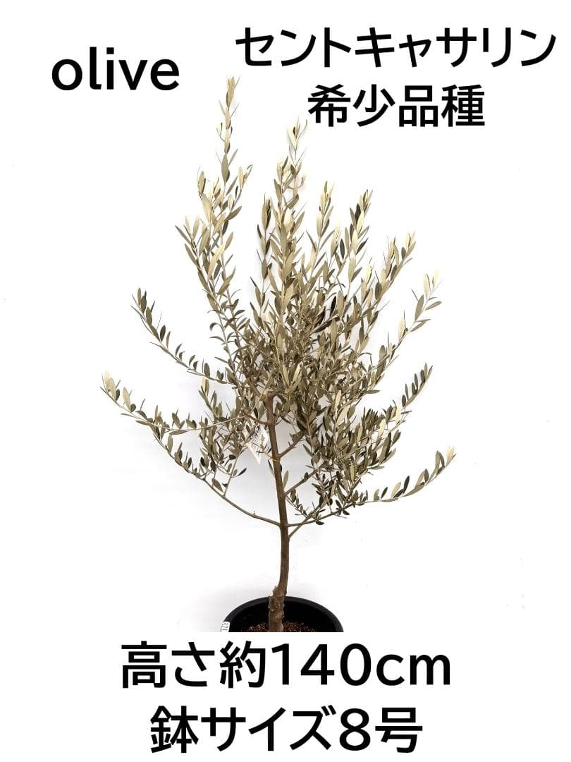 オリーブの木　セントキャサリン　8号　約140cm　K-321　希少　現品掲載