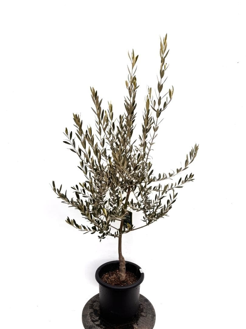 オリーブの木　セントキャサリン　8号　約140cm　K-321　希少　現品掲載