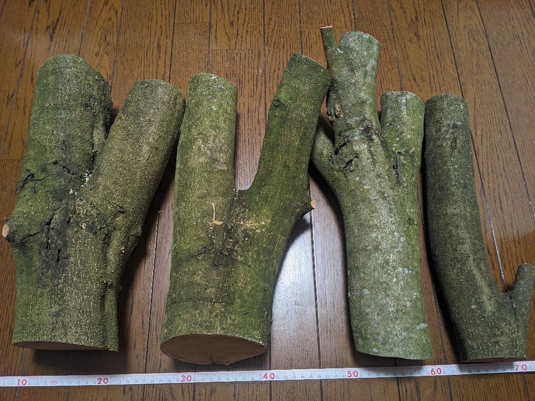 オリーブ　剪定枝　挿し木　太木挿し　極太　盆栽　4本