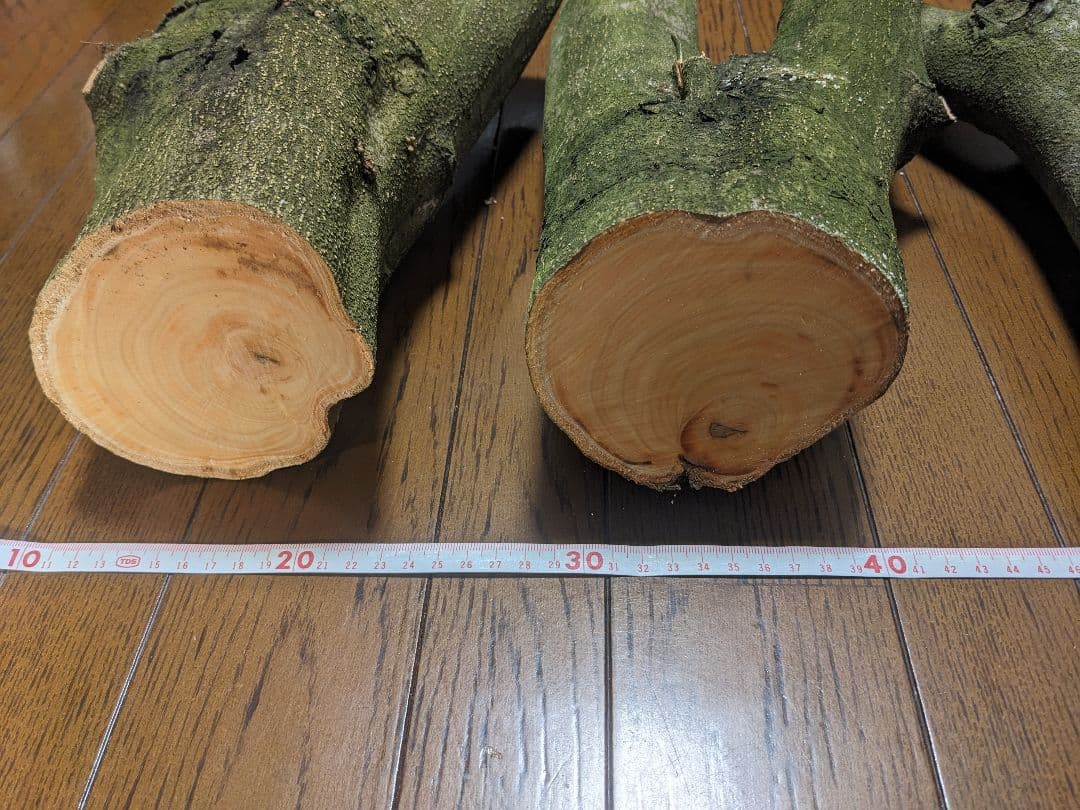 オリーブ　剪定枝　挿し木　太木挿し　極太　盆栽　4本