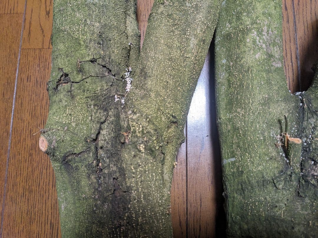 オリーブ　剪定枝　挿し木　太木挿し　極太　盆栽　4本