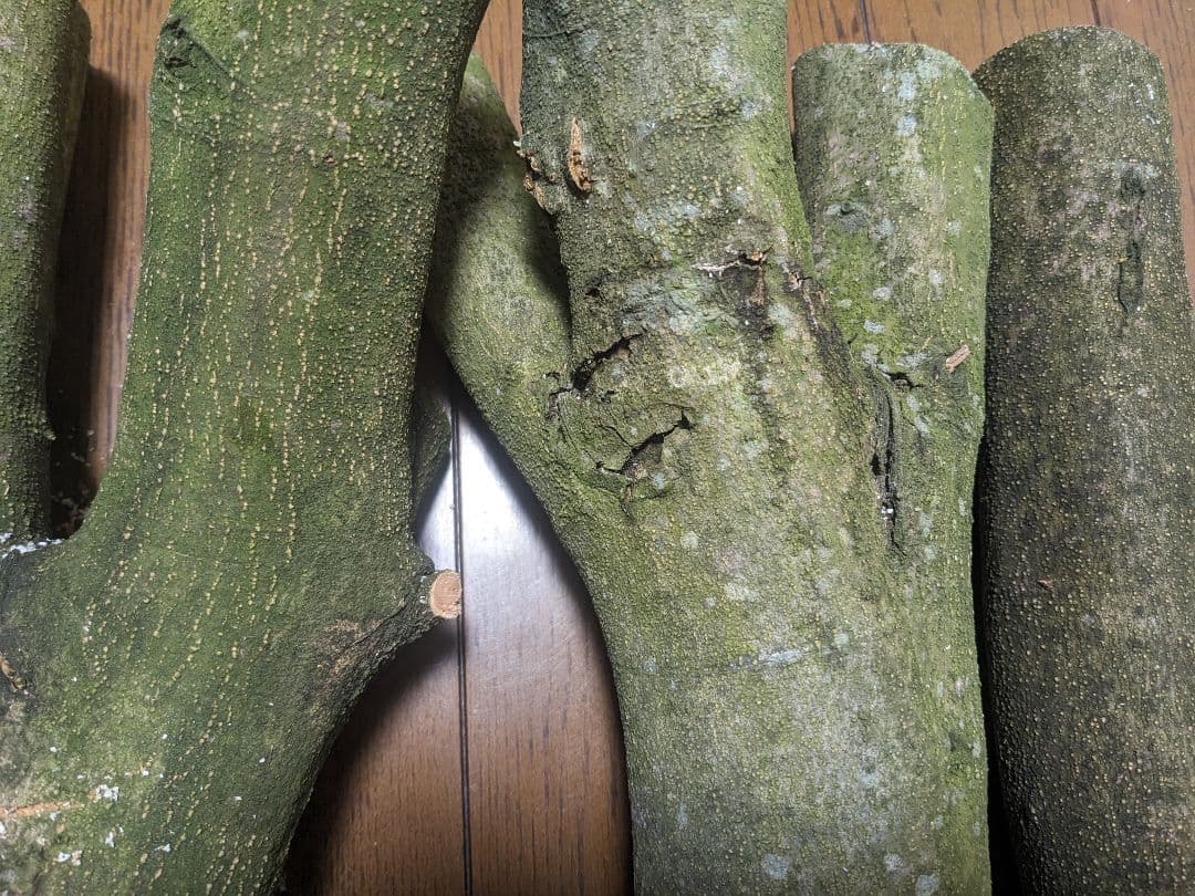 オリーブ　剪定枝　挿し木　太木挿し　極太　盆栽　4本