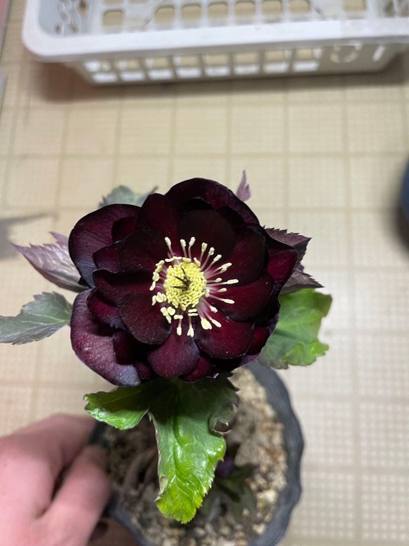 加藤農園 キラメキ⭐︎チョコレート クリスマスローズ