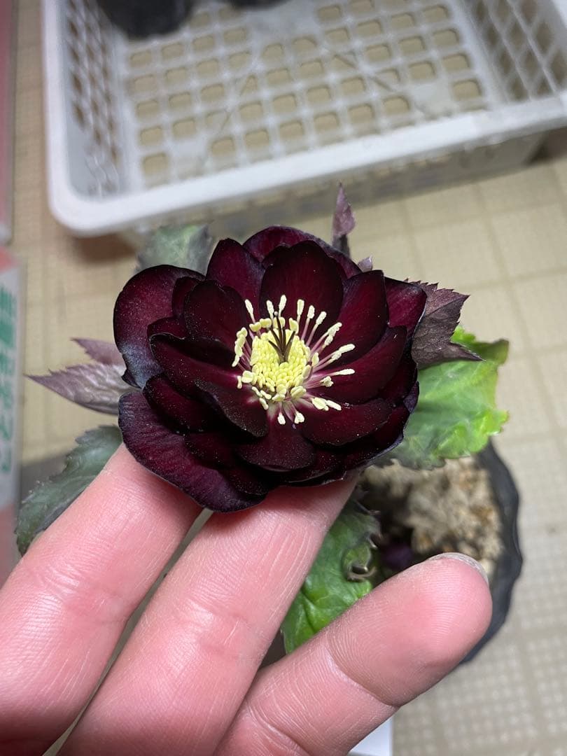 加藤農園 キラメキ⭐︎チョコレート クリスマスローズ