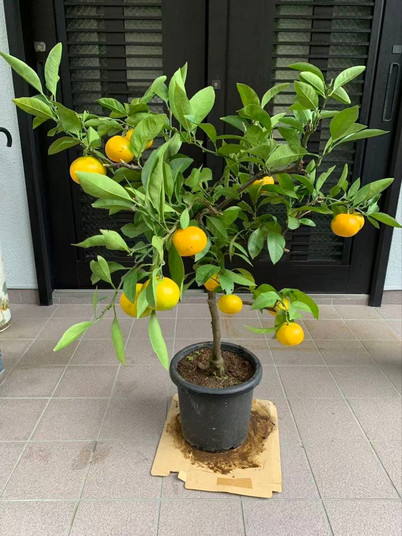 興津 早生蜜柑苗木 果樹 特大株 抜き苗発送