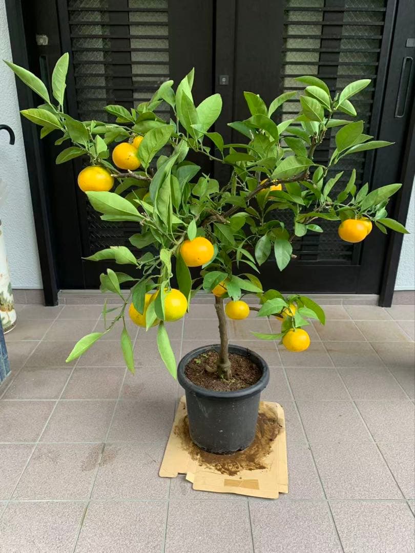 興津 早生蜜柑苗木 果樹 特大株 抜き苗発送