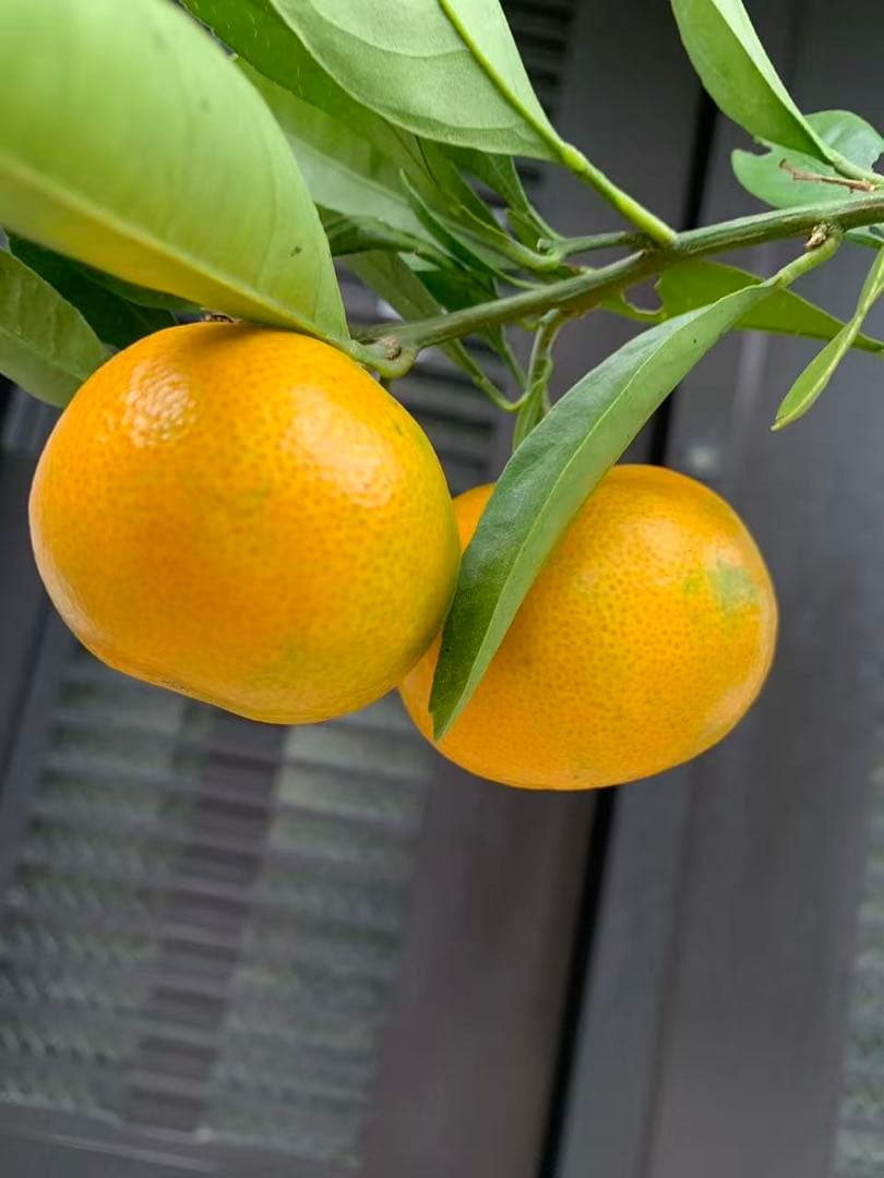 興津 早生蜜柑苗木 果樹 特大株 抜き苗発送