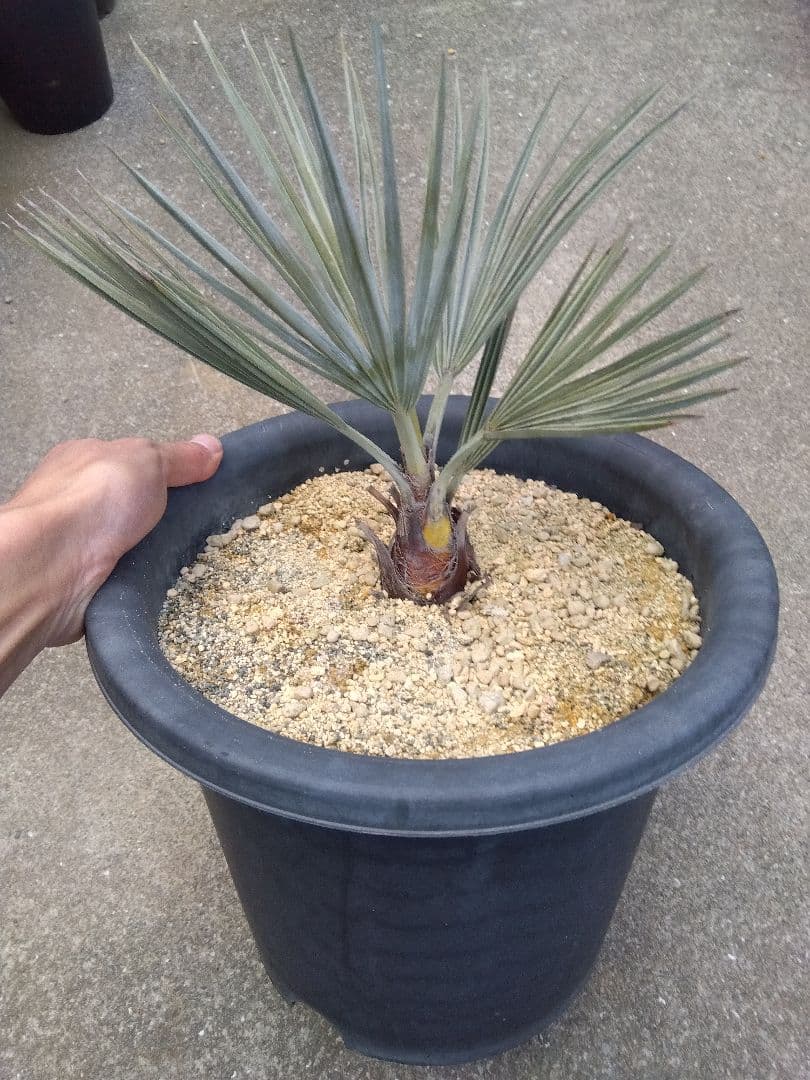 ブラヘアアルマータ　9号鉢つき　幹太❗　た