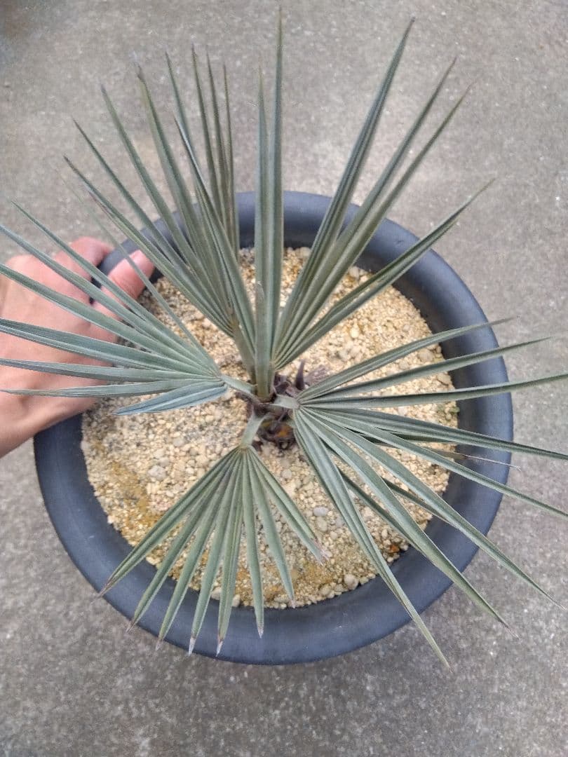 ブラヘアアルマータ　9号鉢つき　幹太❗　た