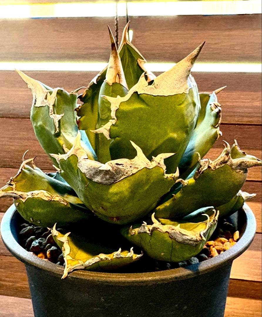 【特別価格】アガベ　チタノタ　ホワイトファイヤー　白火焔　レア　大株　No.53