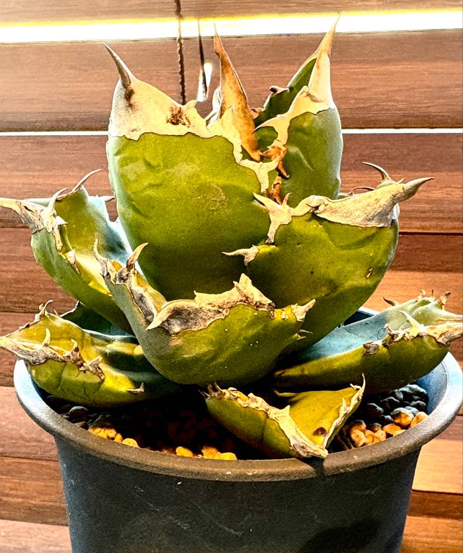 【特別価格】アガベ　チタノタ　ホワイトファイヤー　白火焔　レア　大株　No.53