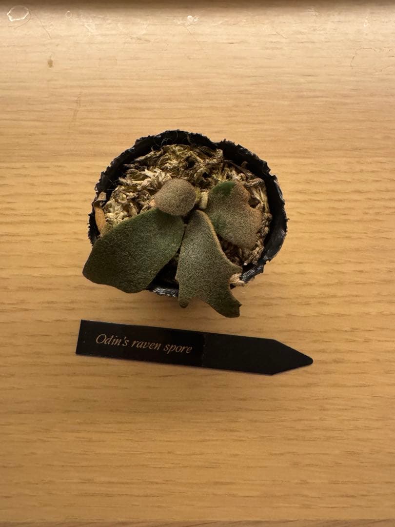 ビカクシダ P.Odin's Ravens spore(yellow moon dwarf)