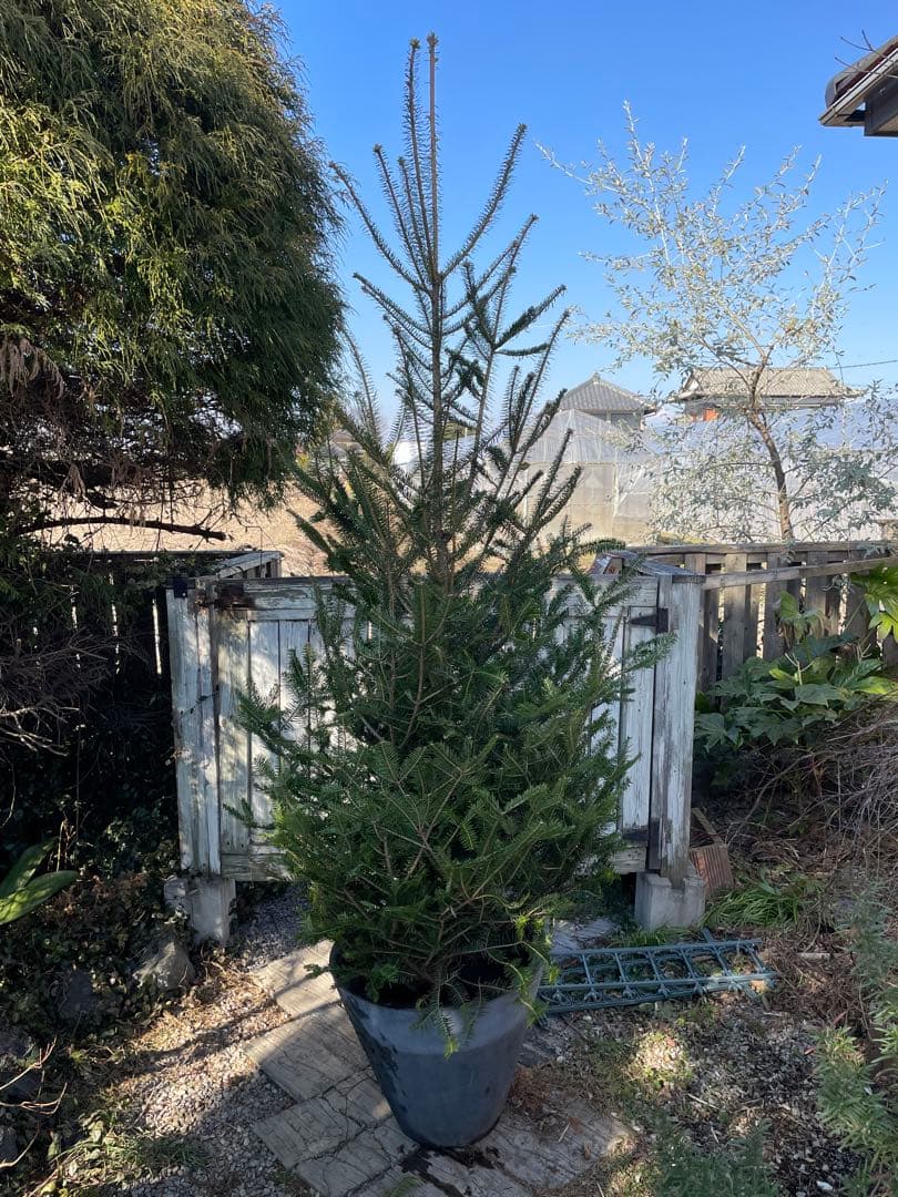 庭木　もみの木　ウラジロモミノキ　樹高約210センチ　引取り歓迎　久喜市　配達可