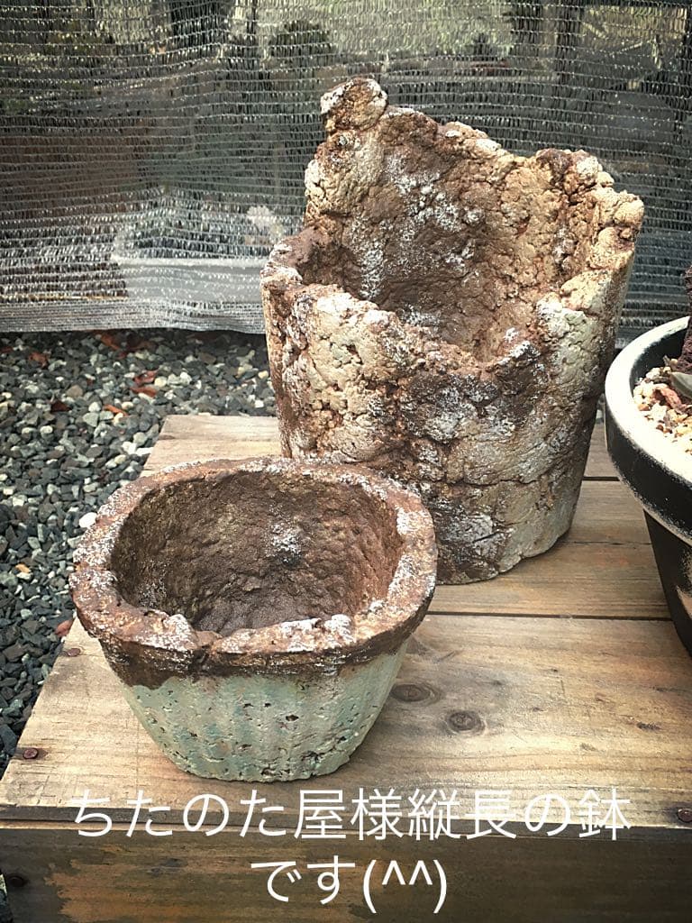 多肉植物リメイク鉢寄せ植え(*´꒳`*)