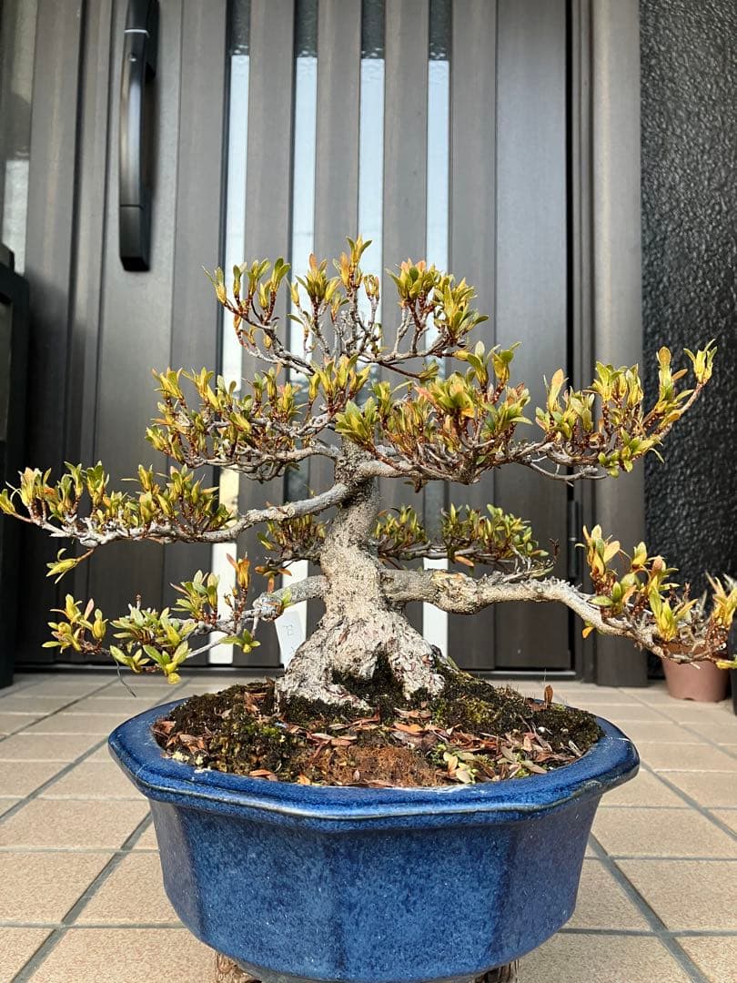 ◉皐月盆栽　日光　超極太　樹齢40年　究極の逸品！　◉大幅値下げ2/8(日曜)迄