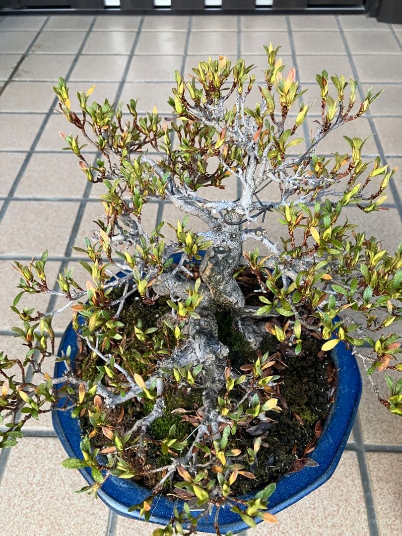 ◉皐月盆栽　日光　超極太　樹齢40年　究極の逸品！　◉大幅値下げ2/8(日曜)迄