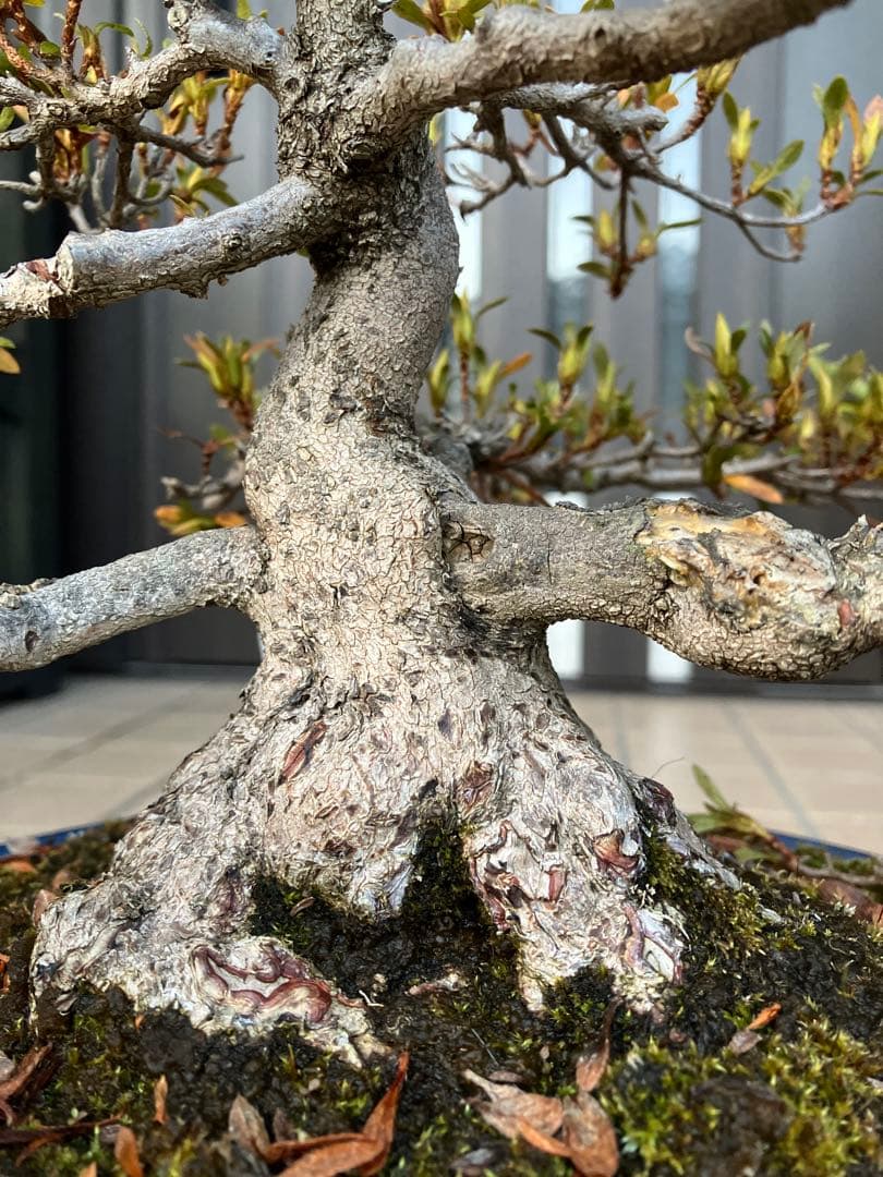 ◉皐月盆栽　日光　超極太　樹齢40年　究極の逸品！　◉大幅値下げ2/8(日曜)迄