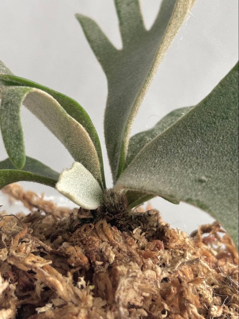 【メルカリ便】P. wilinckii cv. Antler Crown【大株】