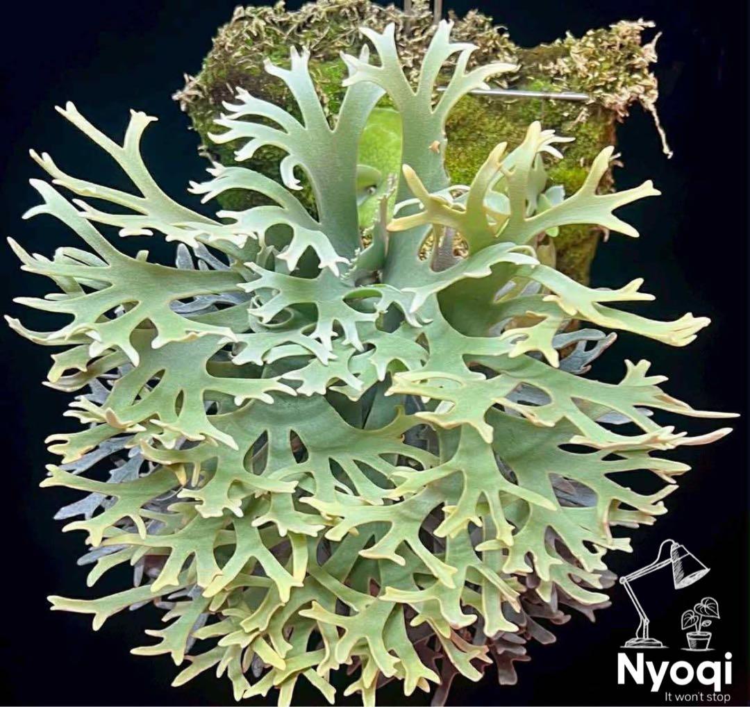 【メルカリ便】P. wilinckii cv. Antler Crown【大株】