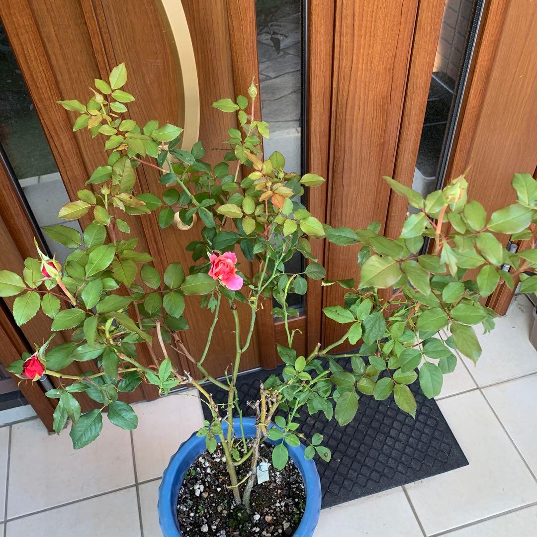 バラ大苗　10号鉢植え　み