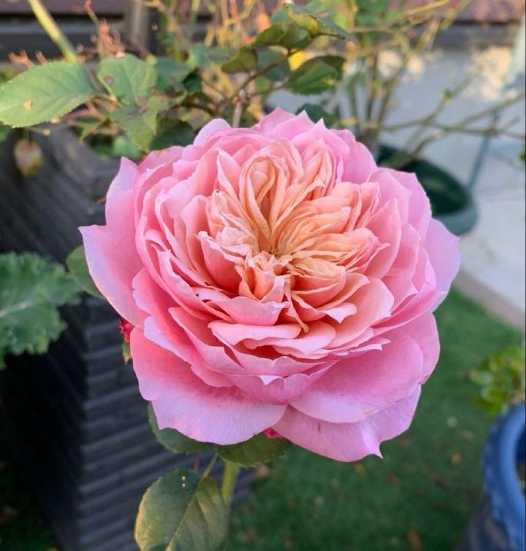 バラ大苗　10号鉢植え　み