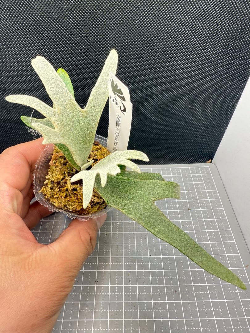 ヤスタ　ビカクシダ4点セット+給水ボトル10個