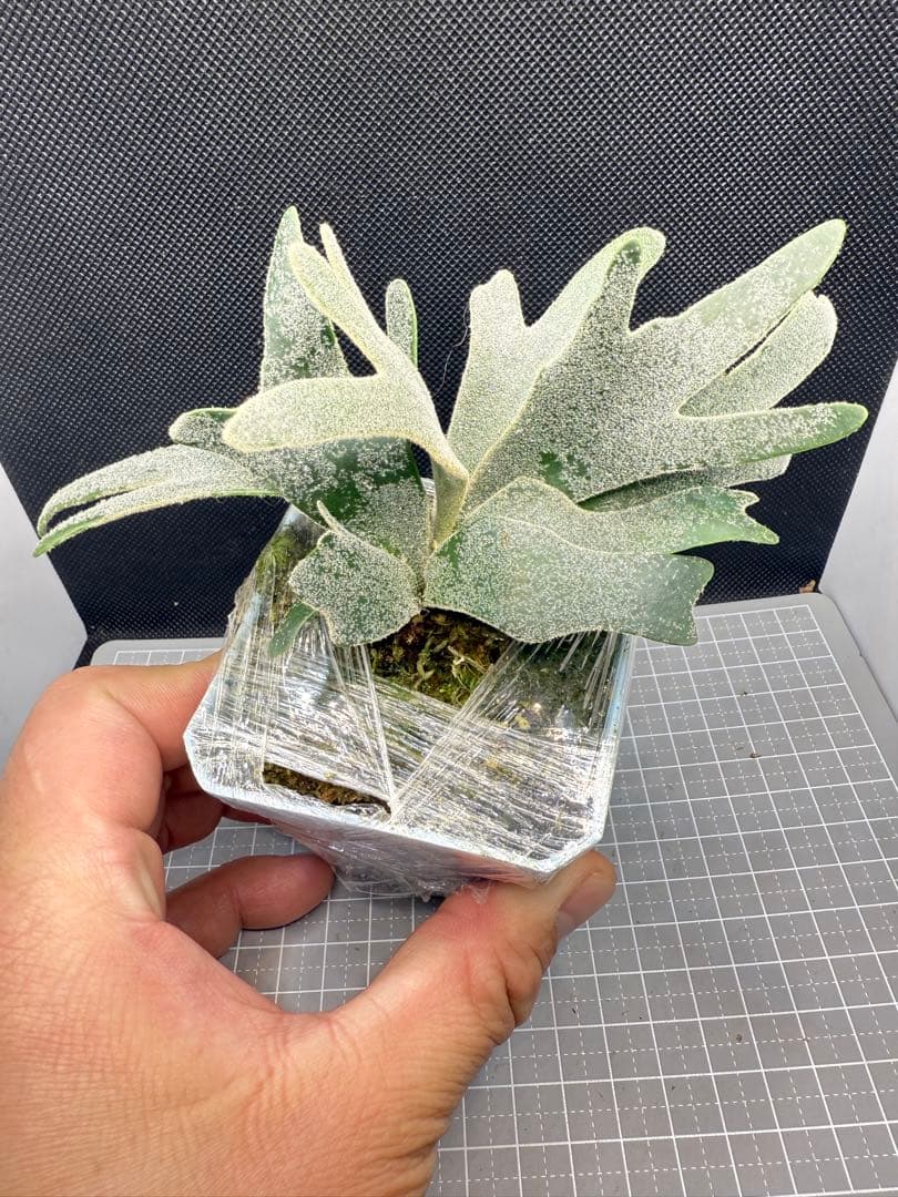 ヤスタ　ビカクシダ4点セット+給水ボトル10個