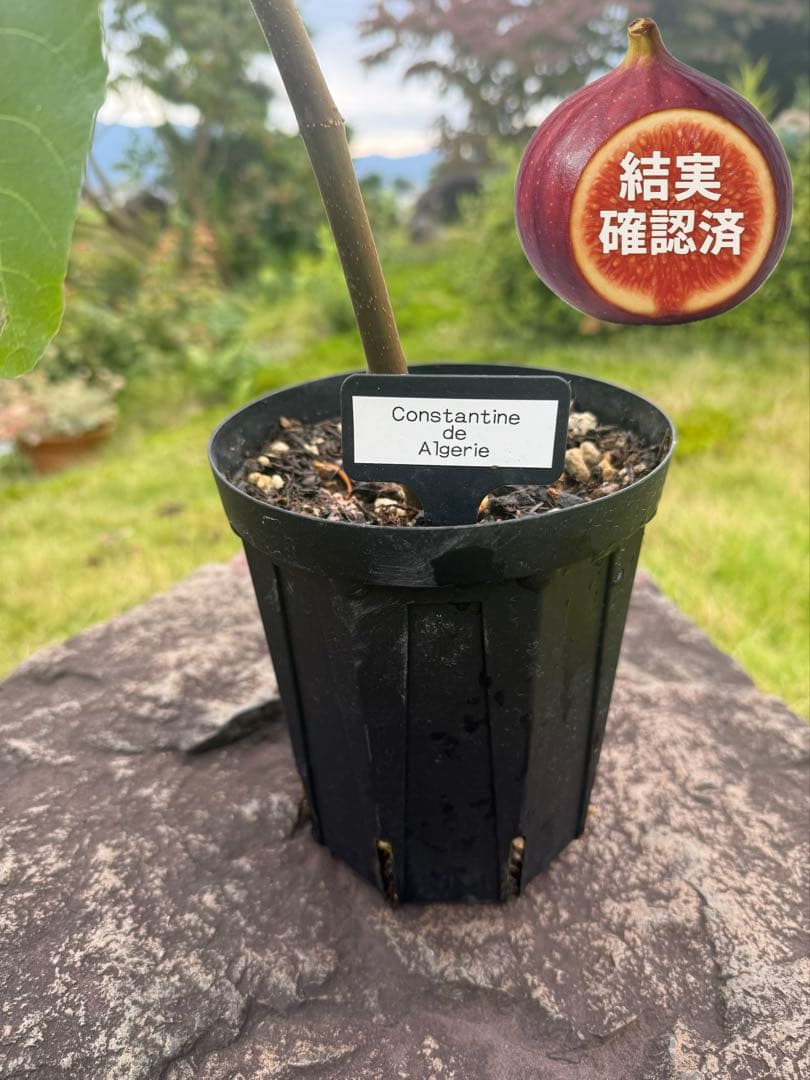 Constantine de Algerie  120センチ 21節 イチジク