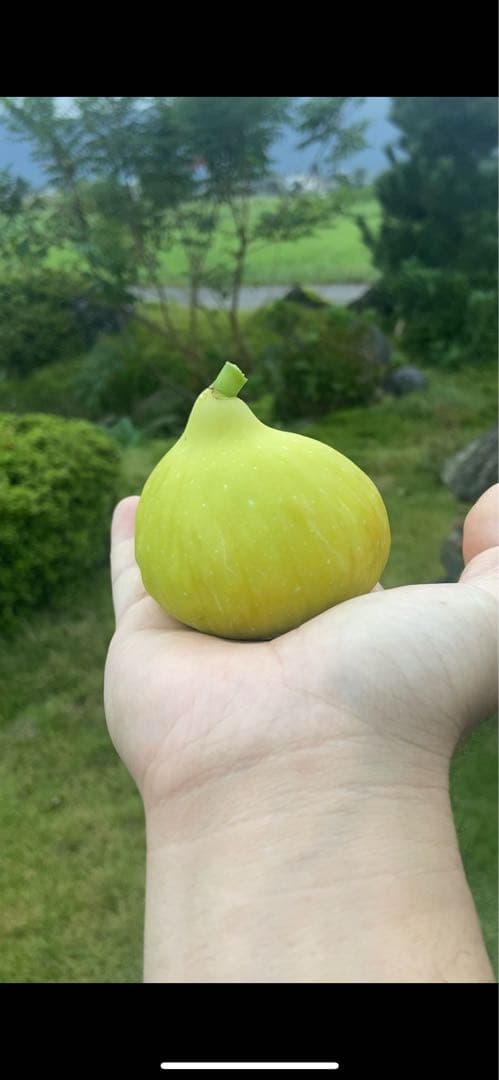 Constantine de Algerie  120センチ 21節 イチジク