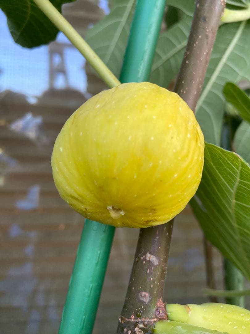 Constantine de Algerie  120センチ 21節 イチジク