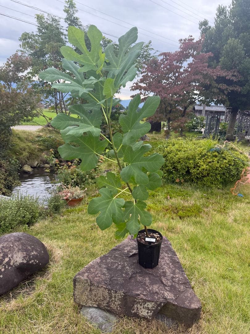 Constantine de Algerie  120センチ 21節 イチジク