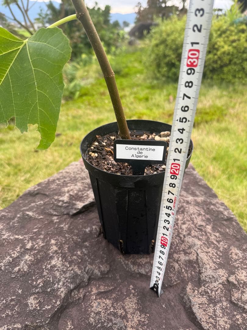 Constantine de Algerie  120センチ 21節 イチジク