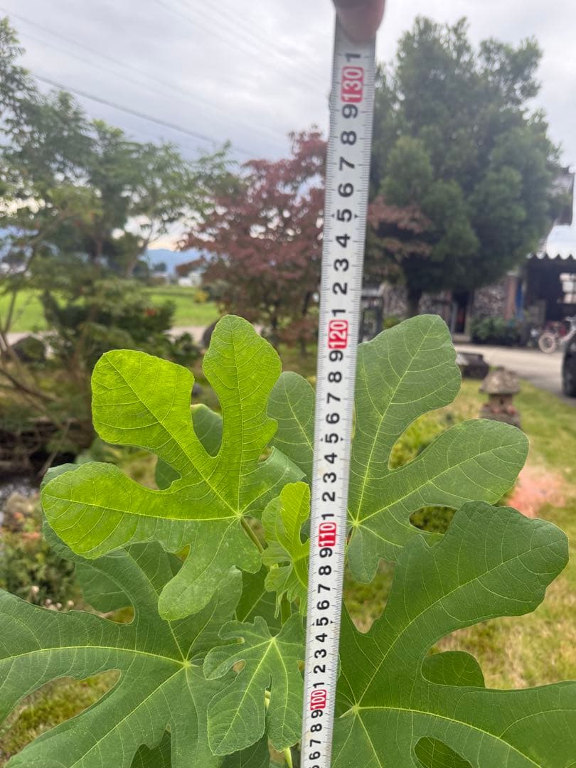 Constantine de Algerie  120センチ 21節 イチジク