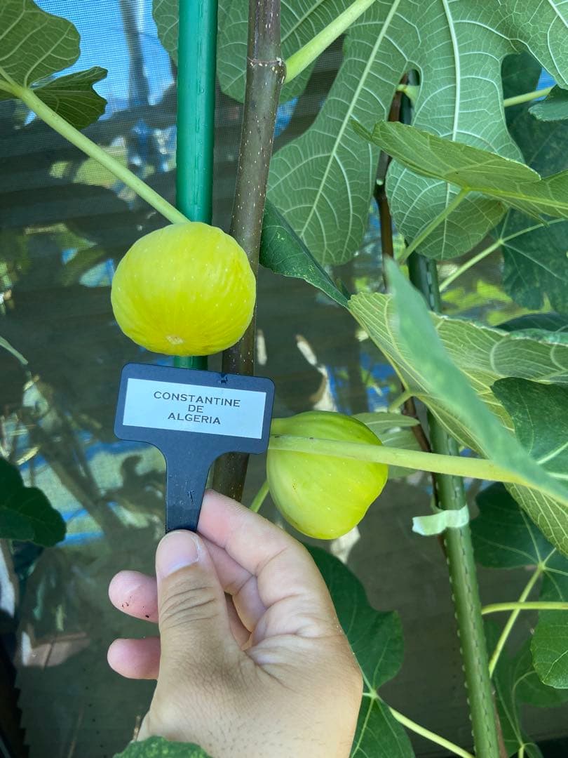 Constantine de Algerie  120センチ 21節 イチジク