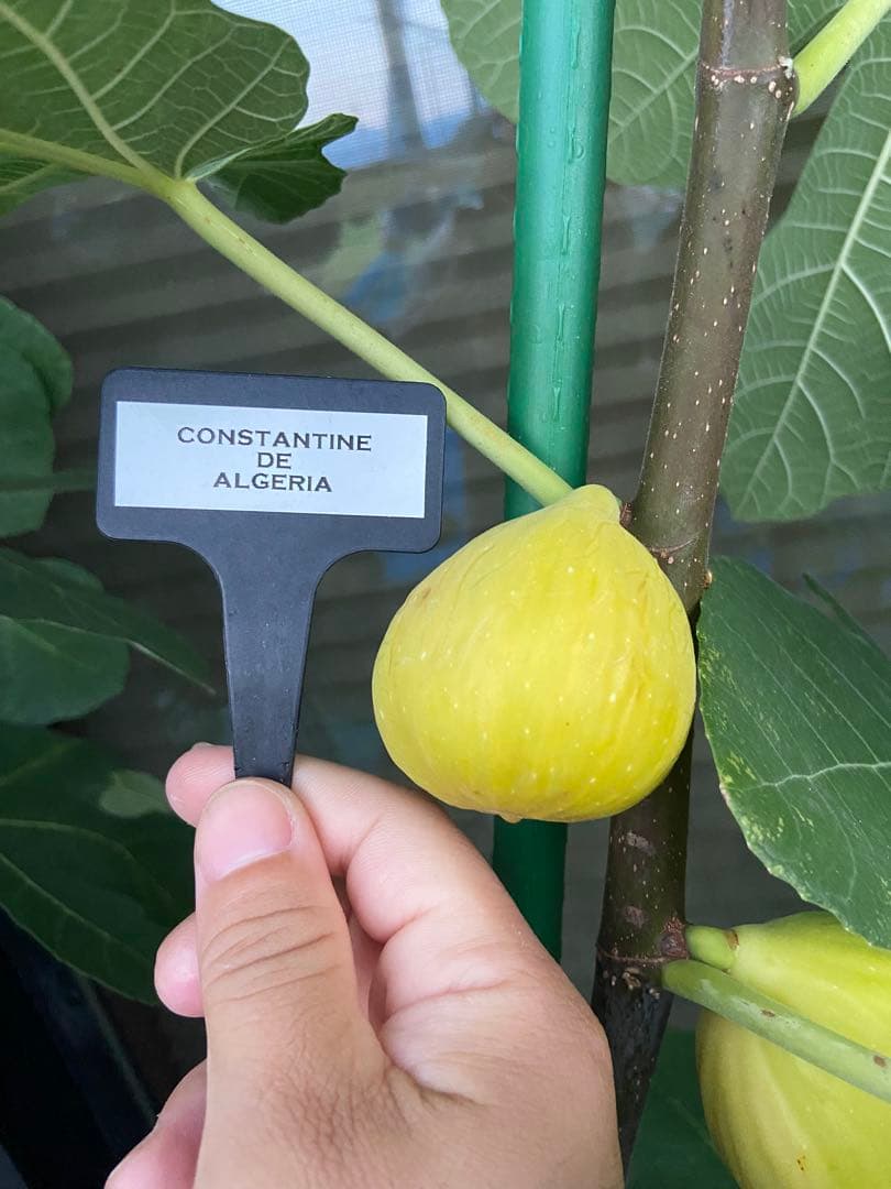 Constantine de Algerie  120センチ 21節 イチジク