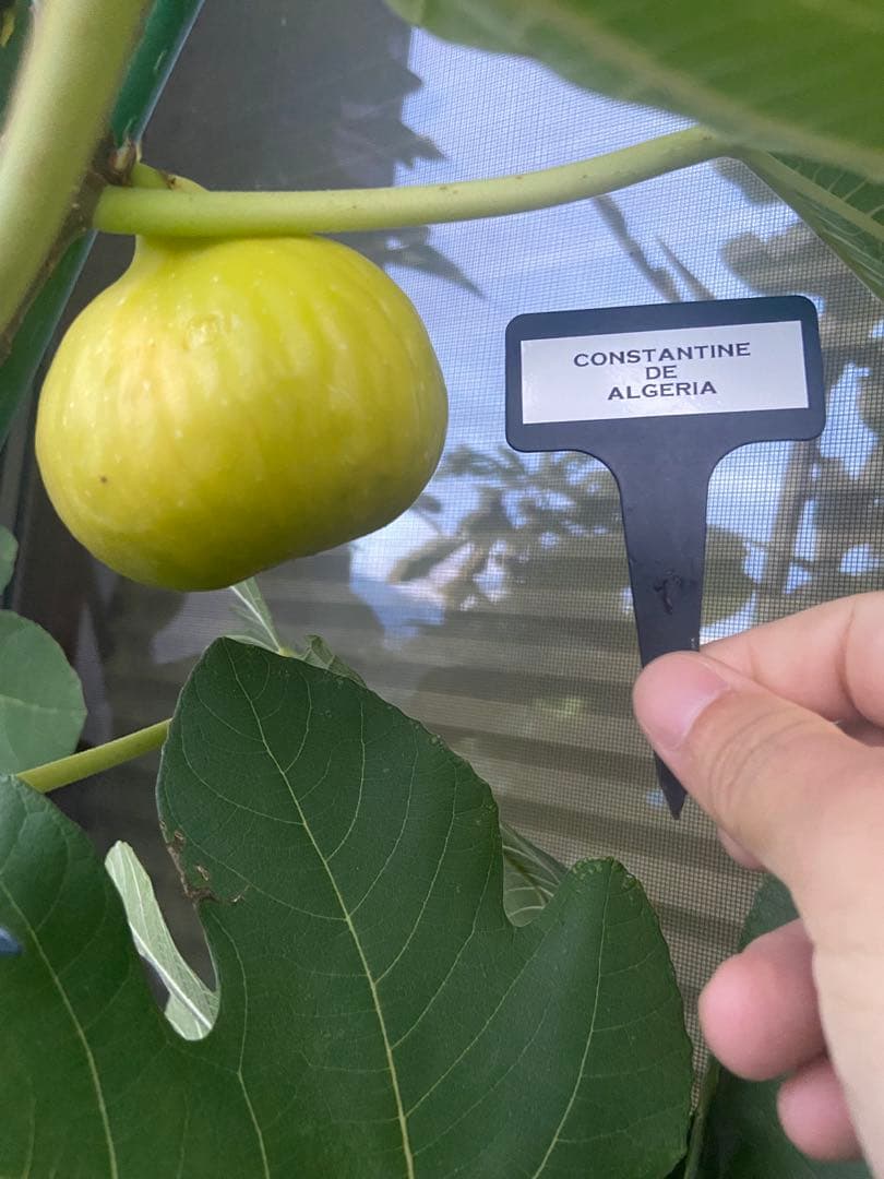 Constantine de Algerie  120センチ 21節 イチジク