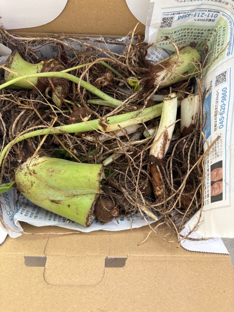 (うみぼうず)ハスイモ　種芋　10Kg