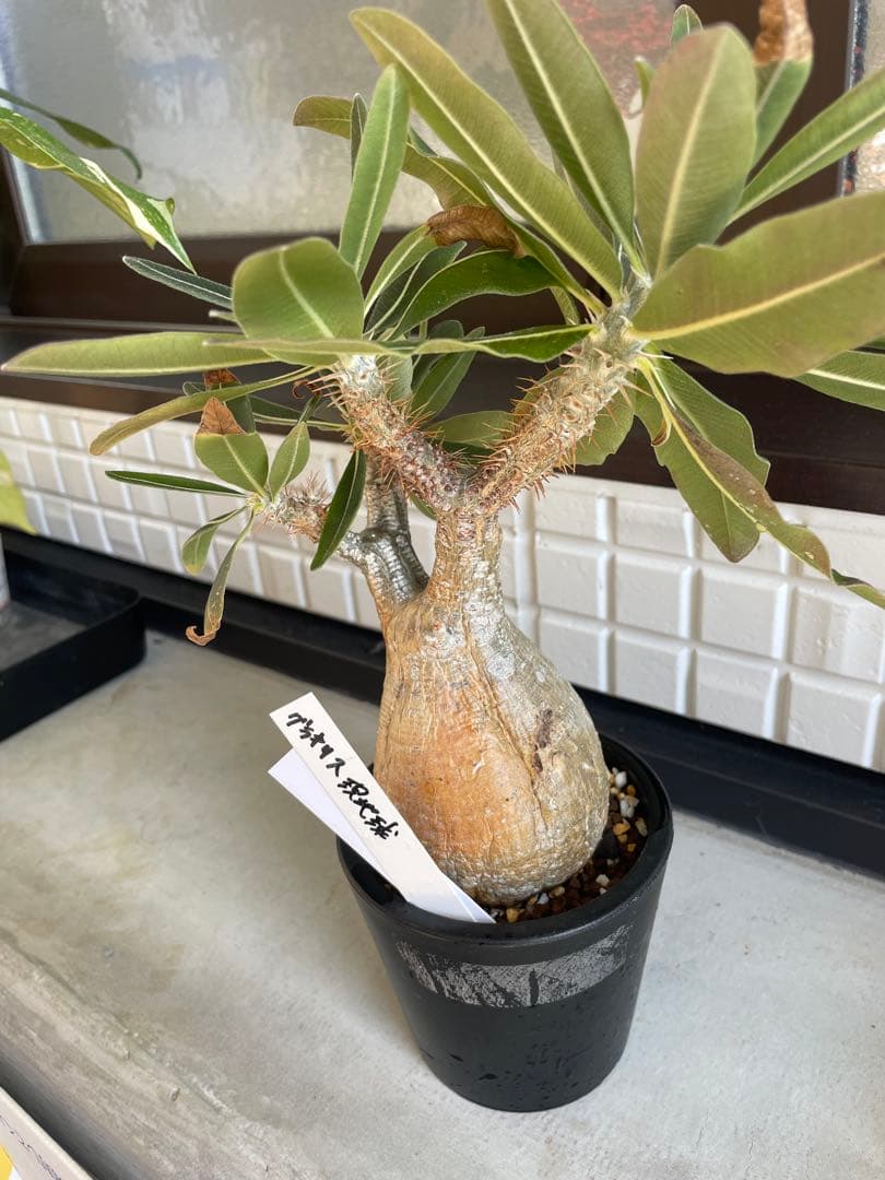 パキポディウム.グラキリス発根済　現地球