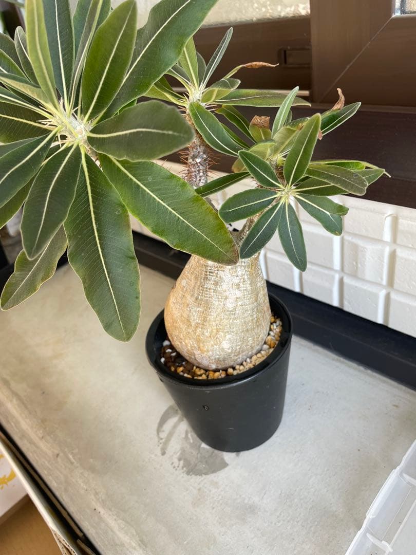 パキポディウム.グラキリス発根済　現地球