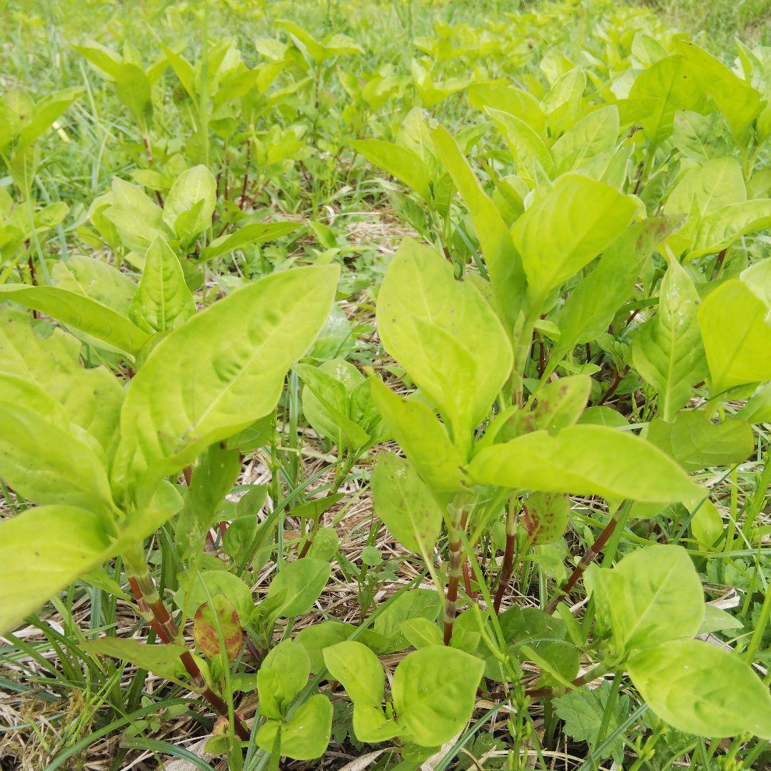 正藍染ヘンプコットン　あいとわエプロン