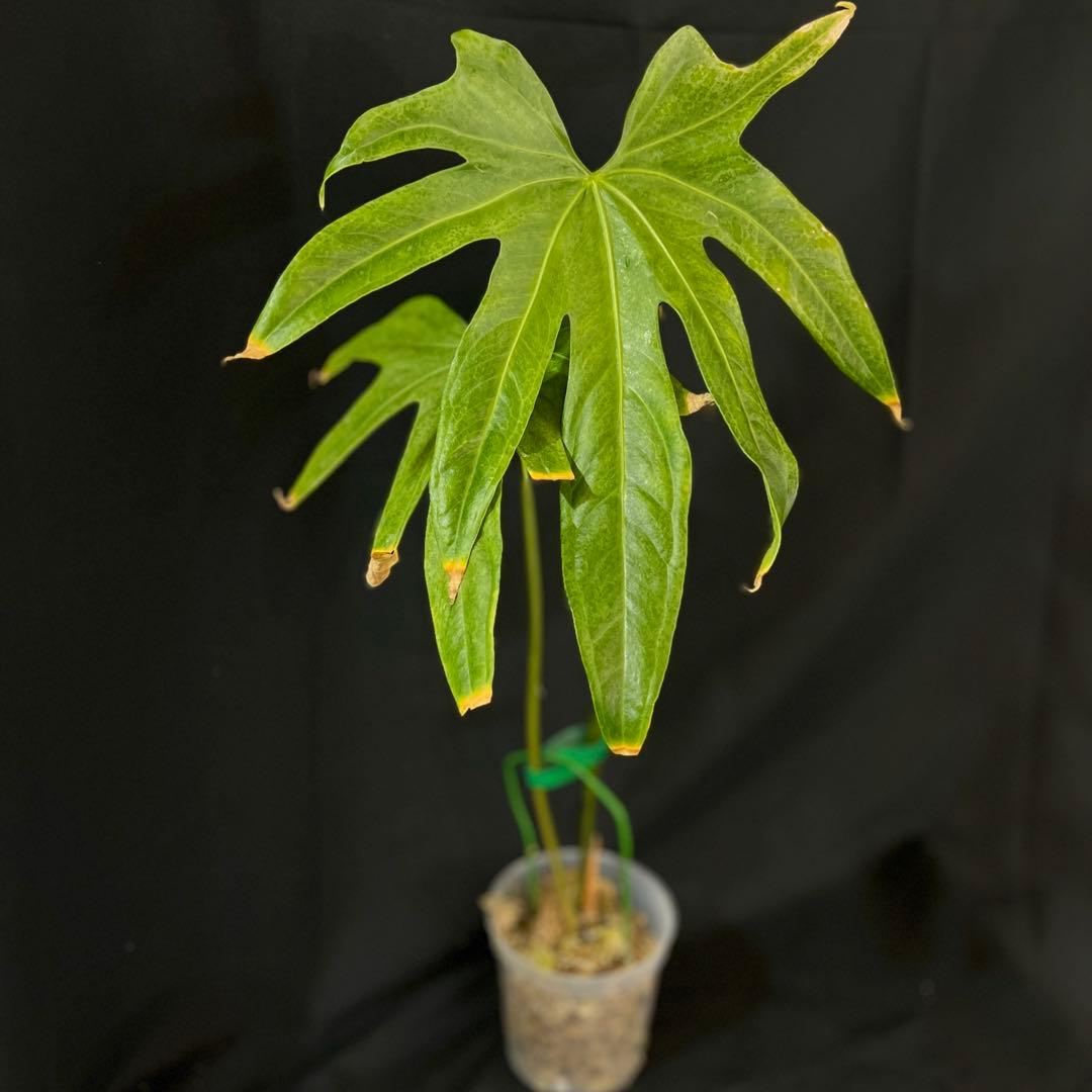 アンスリウム　ペダトラディアツム　レア　原種アンスリウム　大きめサイズ　①