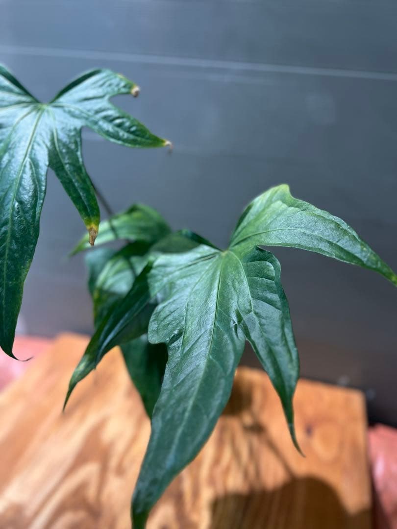 アンスリウム　ペダトラディアツム　レア　原種アンスリウム　大きめサイズ　①