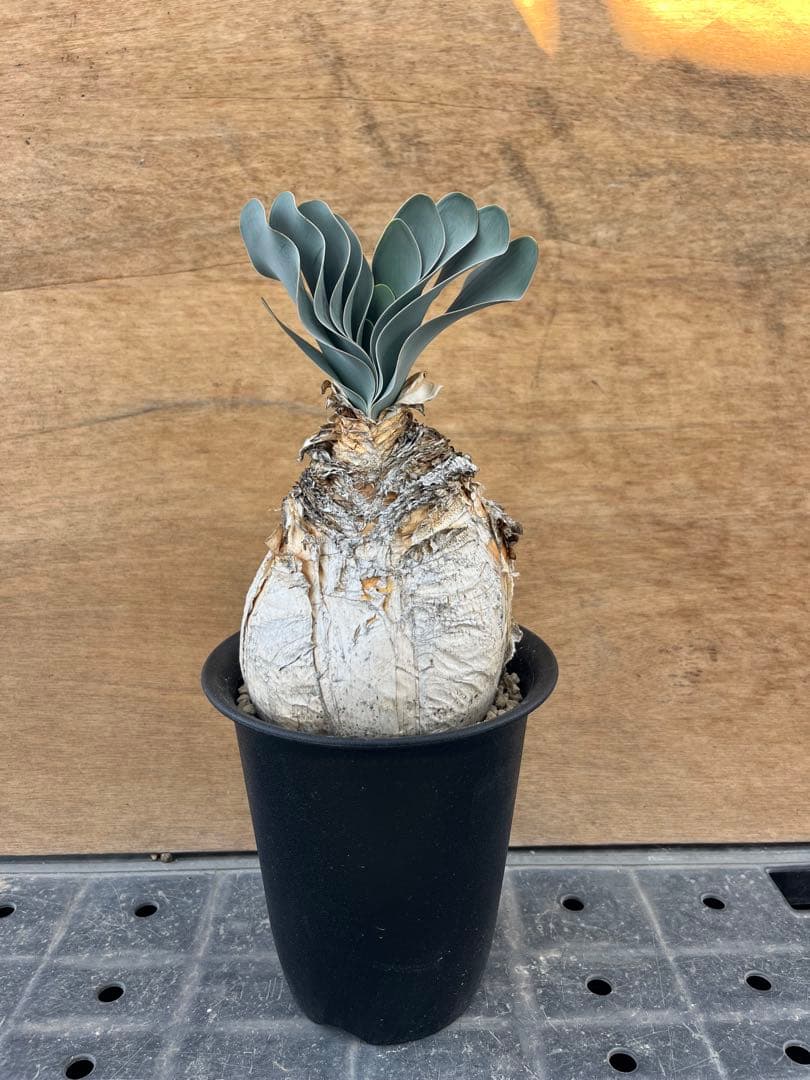 ブーファン　ハエマンソイデス　（検　ハエマントイデス　ディスティチャ